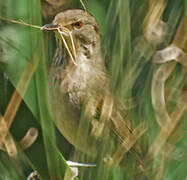 Madagascan Swamp Warbler