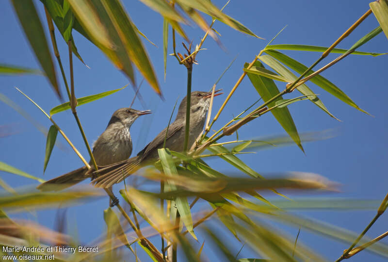 Madagascar Swamp Warbleradult, habitat, Behaviour