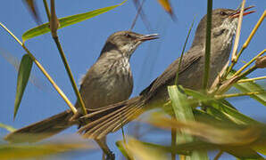 Madagascar Swamp Warbler