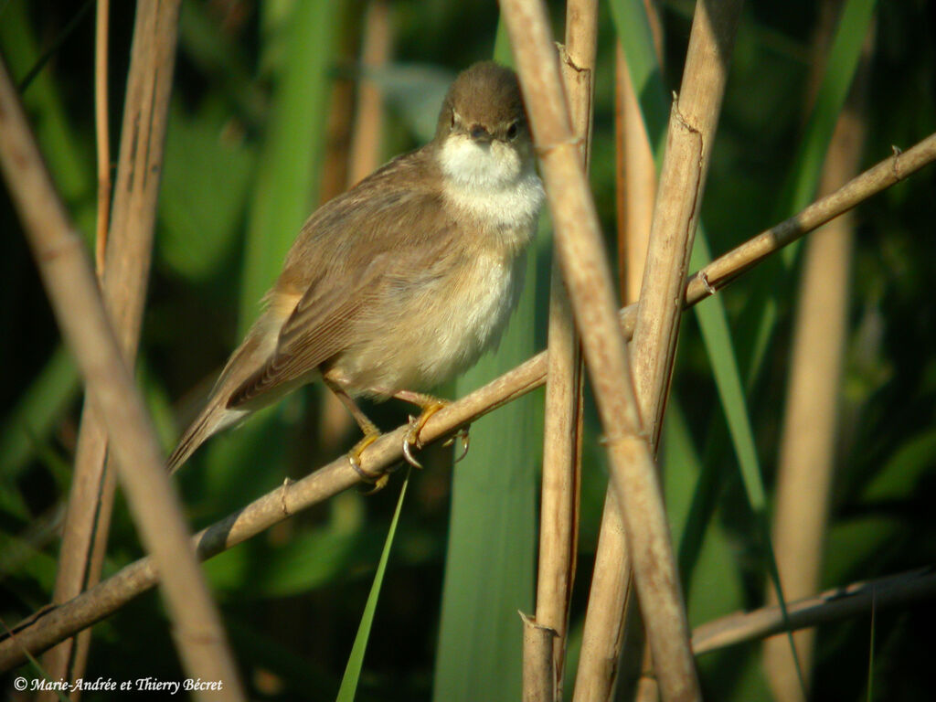 Eurasian Reed Warbler