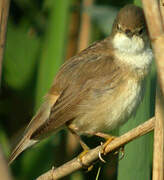 Eurasian Reed Warbler