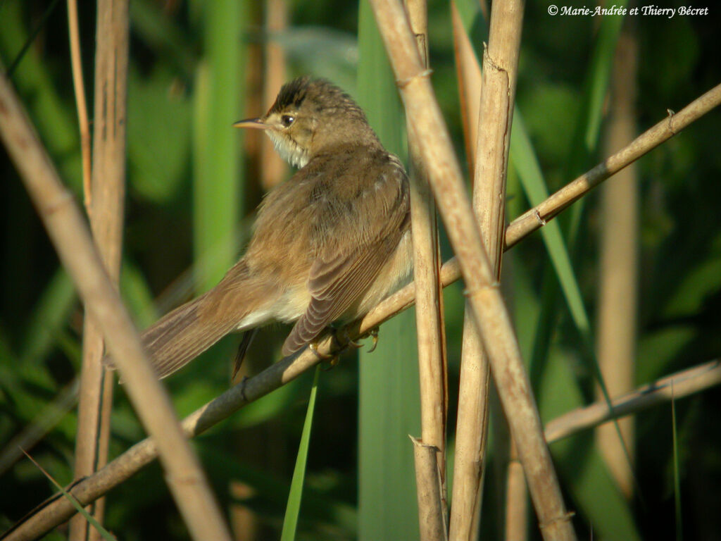 Eurasian Reed Warbler