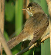 Common Reed Warbler