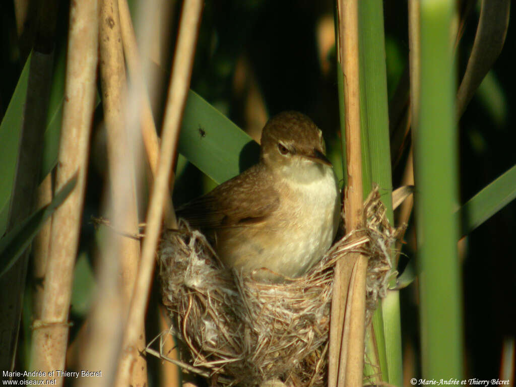 Common Reed Warbleradult