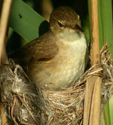 Eurasian Reed Warbler