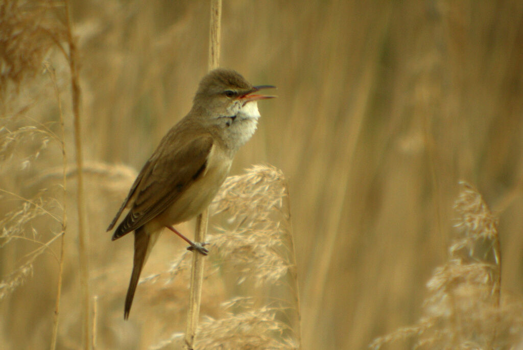 Great Reed Warbler