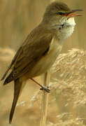 Great Reed Warbler