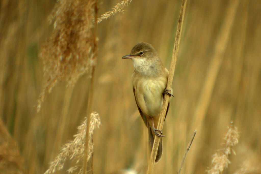 Great Reed Warbler