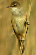 Great Reed Warbler