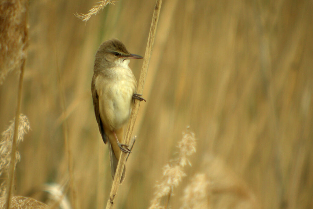 Great Reed Warbler