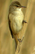 Great Reed Warbler