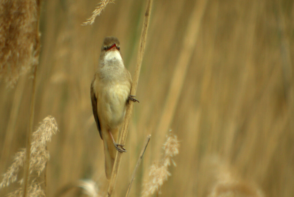 Great Reed Warbler