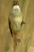 Great Reed Warbler