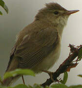 Marsh Warbler