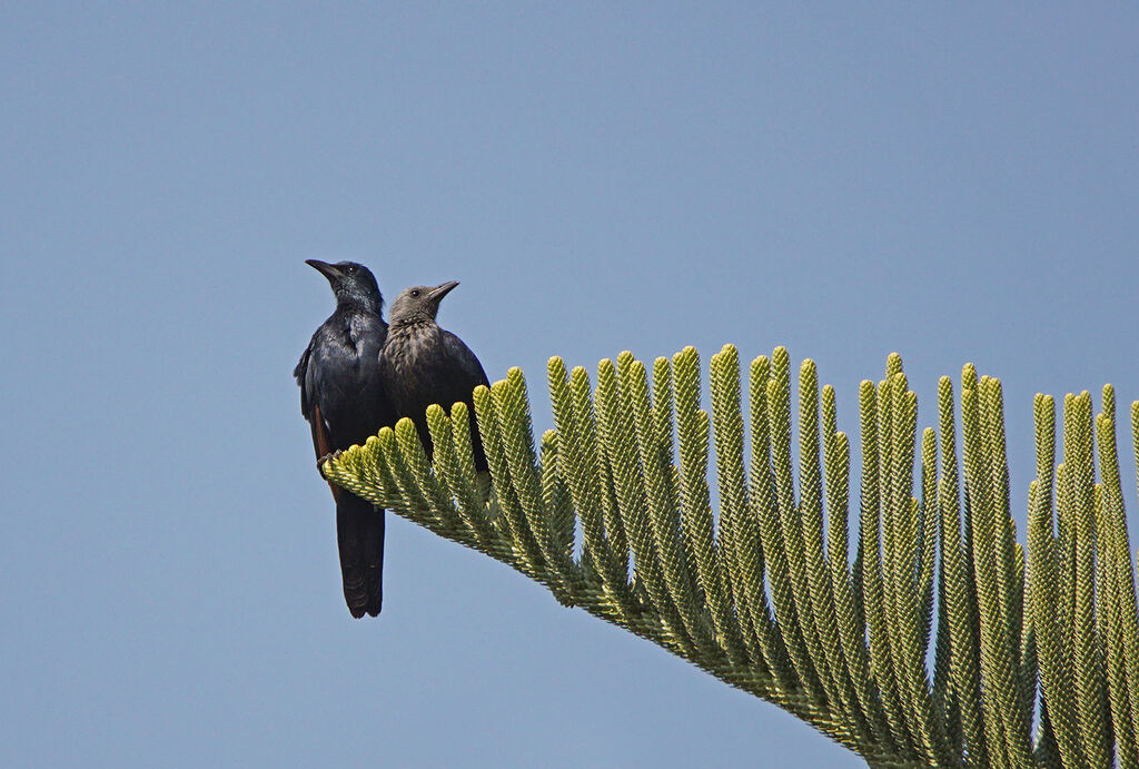 Red-winged Starlingadult