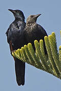 Red-winged Starling