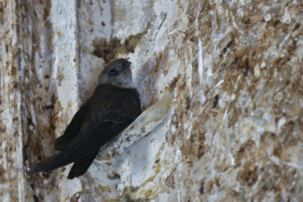 Edible-nest Swiftlet