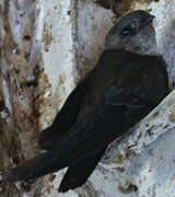 Edible-nest Swiftlet