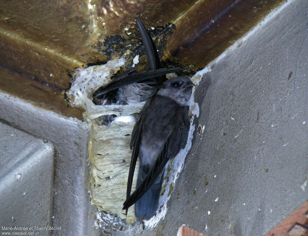 Edible-nest Swiftlet