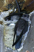 Edible-nest Swiftlet