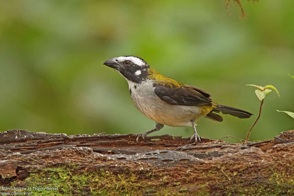 Black-winged Saltatoradult, pigmentation