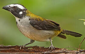 Black-winged Saltator