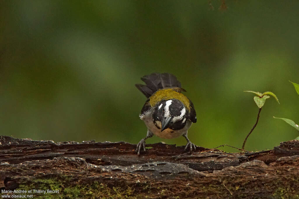 Black-winged Saltatoradult, close-up portrait