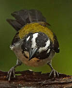 Black-winged Saltator