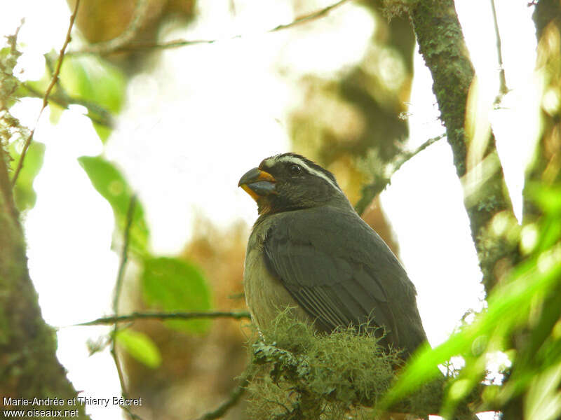 Thick-billed Saltatoradult, close-up portrait