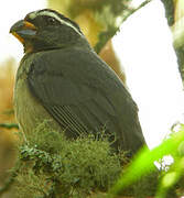 Thick-billed Saltator