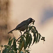 Golden-billed Saltator