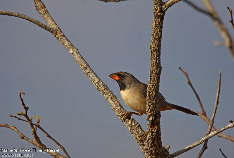 Black-throated Saltatoradult