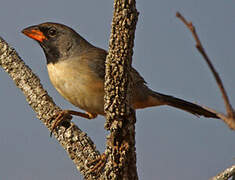 Black-throated Saltator