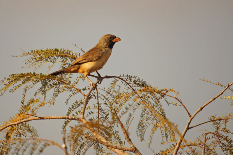 Black-throated Saltator