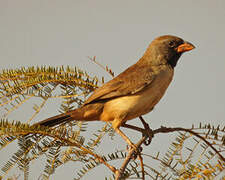 Black-throated Saltator