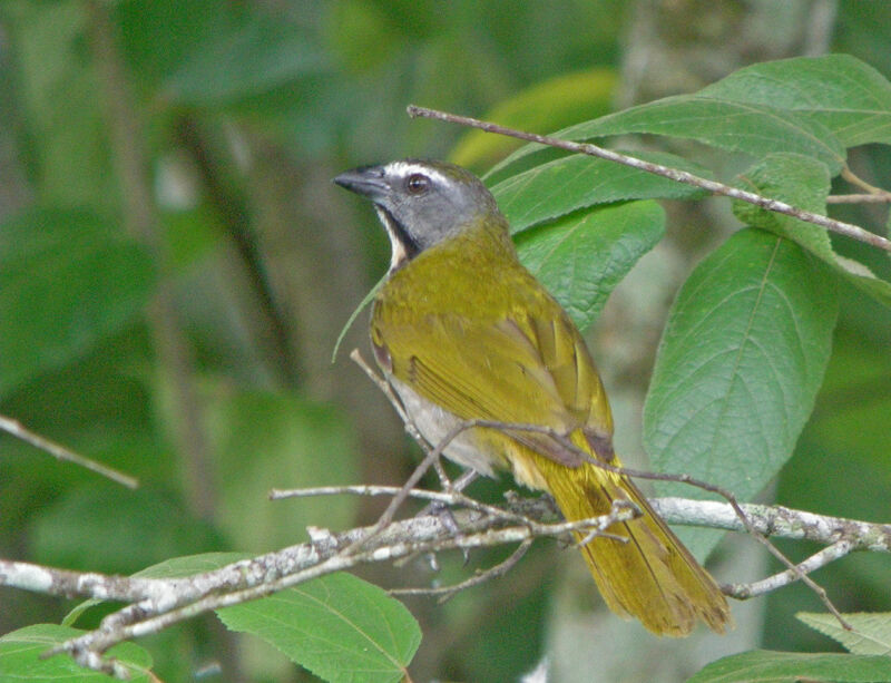 Saltator des grands-bois