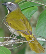 Buff-throated Saltator