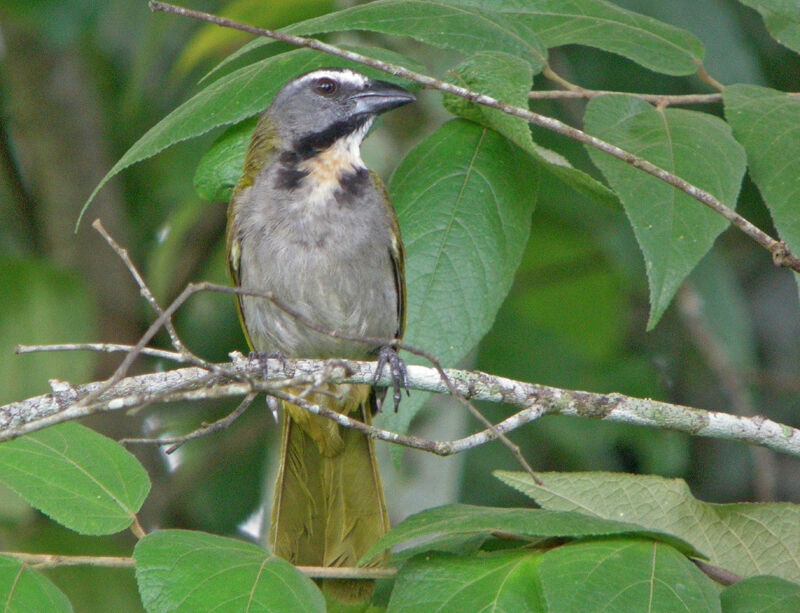 Buff-throated Saltator