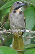 Buff-throated Saltator