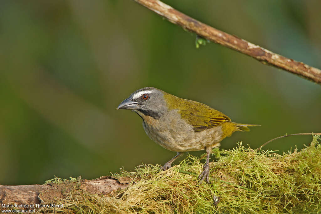 Buff-throated Saltatoradult, identification