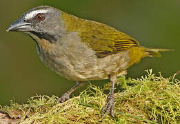 Buff-throated Saltator