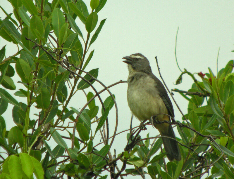 Greyish Saltator