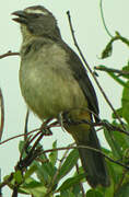 Bluish-grey Saltator