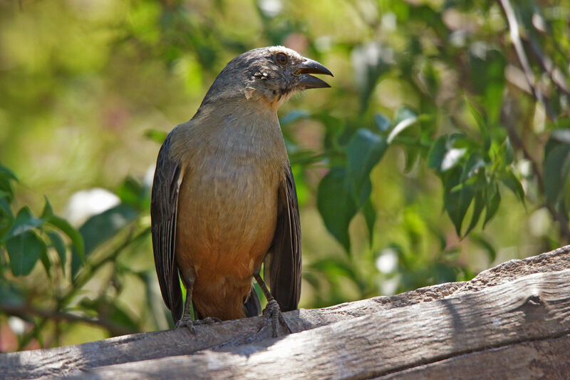 Greyish Saltator