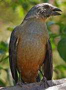 Blue-grey Saltator