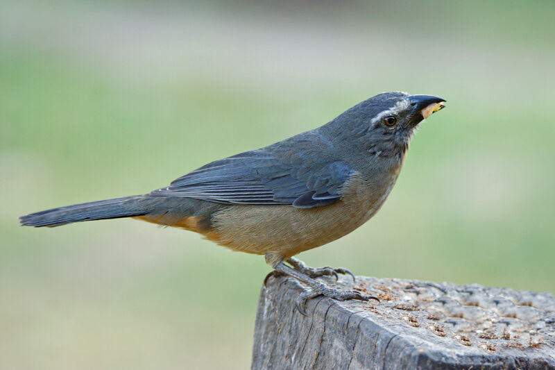 Greyish Saltator