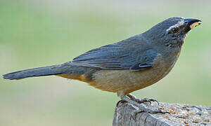 Greyish Saltator