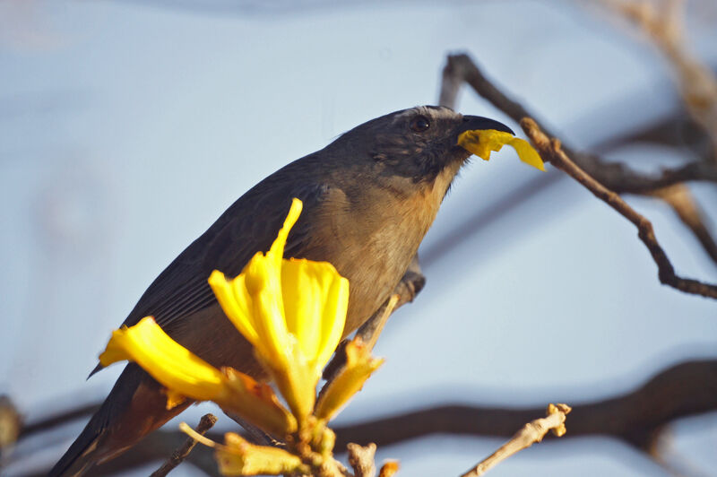 Bluish-grey Saltator