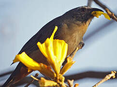 Bluish-grey Saltator