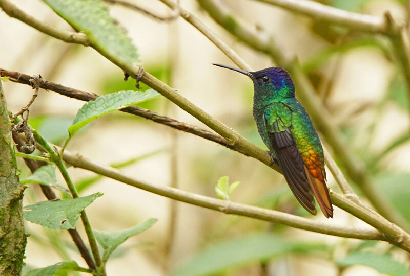 Golden-tailed Sapphire